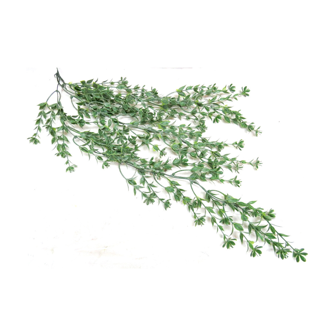 Discover the beauty of Starleaf Vine, with its 82CML long, shapely leaves and delicate green daisy-like flowers. Perfect as a hanging plant or to add vertical interest to any room. Admire its unique appearance and enjoy its calming presence in your home- UNIQUE INTERIORS