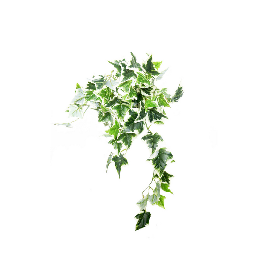 Introducing our Variegated Ivy Hanging Plant - the perfect addition to your home! With 84CML of lush greenery, 9 stems with off shoots and 82 realistic leaves, this plant will bring life to any space. Its full-bodied leaves look as if freshly cut from the garden, adding a touch of nature to any room. Hang it from a basket or pot for a stunning cascading effect- UNIQUE INTERIORS