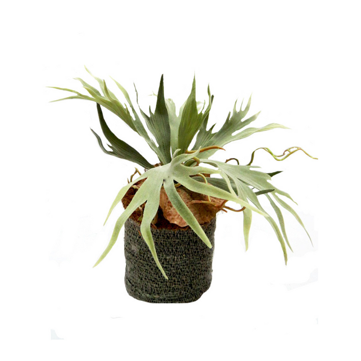 Experience the stunning and lifelike beauty of the Staghorn Mozambique plant. Standing at 37cmh, this plant is expertly designed to mimic the real thing. It comes nestled in a hand-woven basket measuring 14cmh x 14cmd, adding a touch of nature to any space-UNIQUE INTERIORS