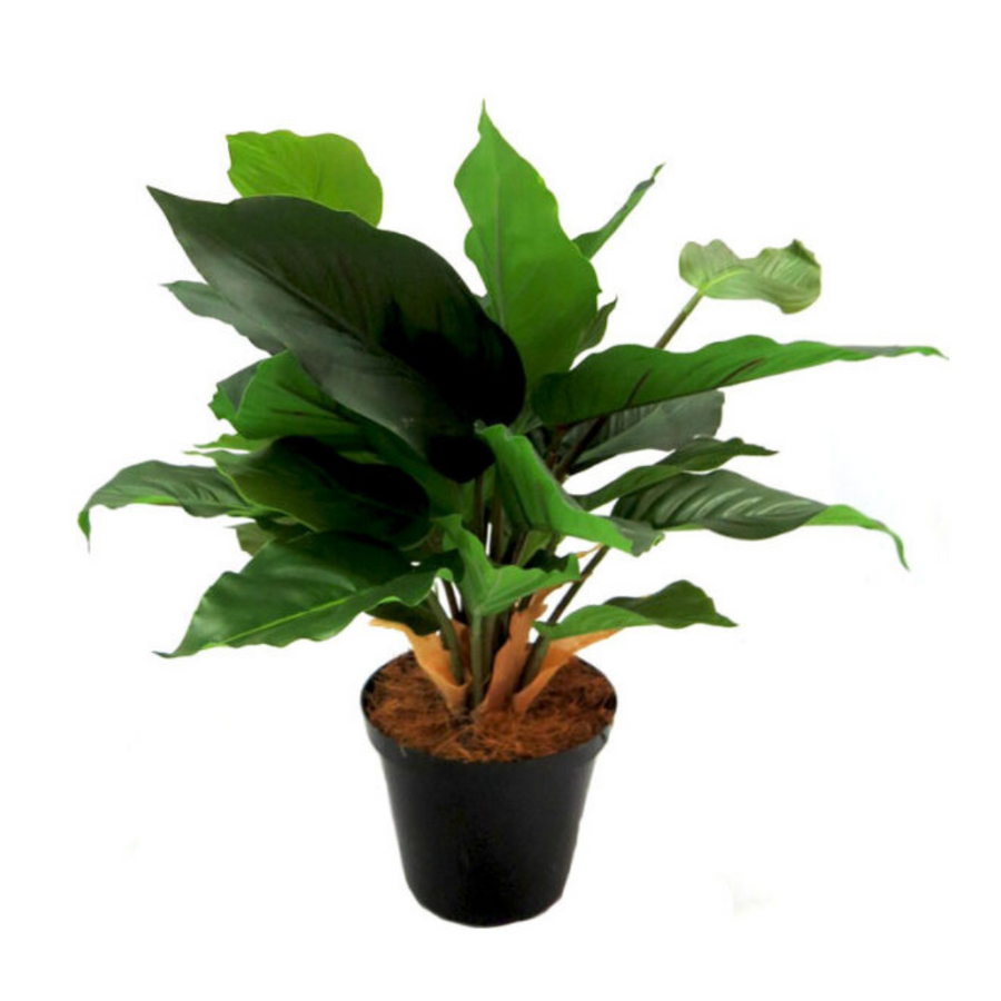 Glory Green Leaf is a compact and versatile plant, standing at 38cm tall and 46cm wide including the pot. With a pot size of 12cm in diameter and 9cm in height, it is perfect for small spaces. The plant itself reaches a height of 30cm from its base, making it a great addition to any room or office-UNIQUE INTERIORS