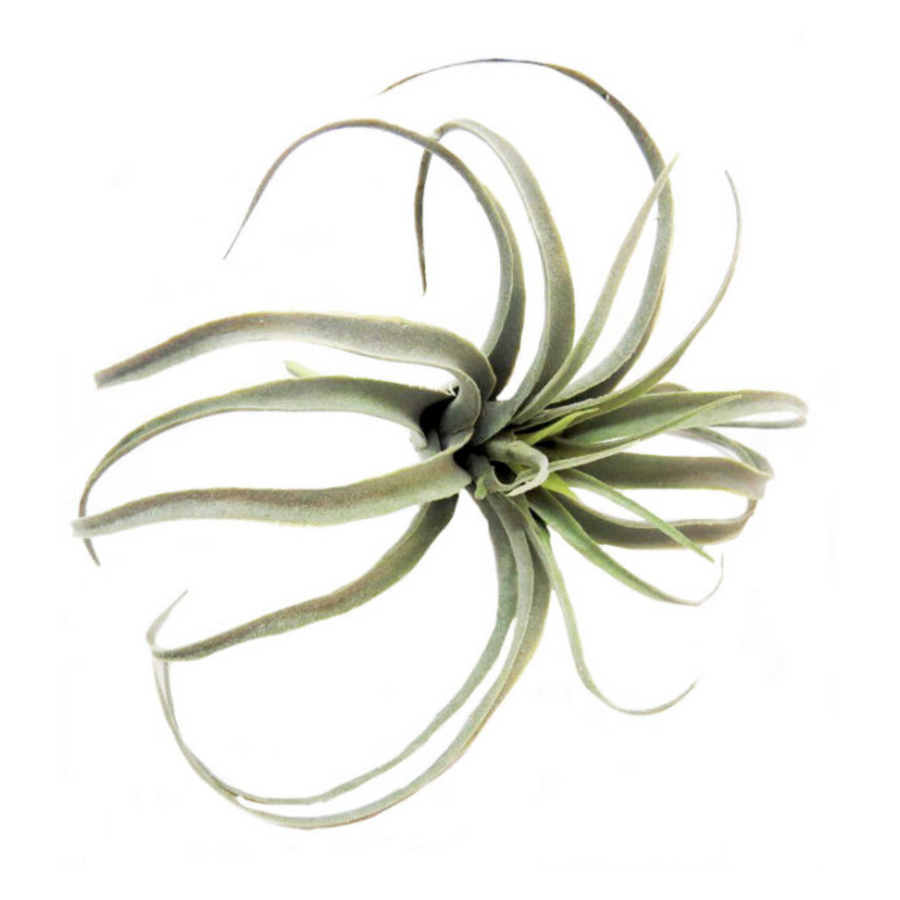 Introducing the Airplant Skyward, a 25CML artificial plant that adds a touch of greenery to any space without requiring any maintenance. Made with high-quality materials, this plant is perfect for those who want the benefits of a plant without the hassle of watering and care-UNIQUE INTERIORS