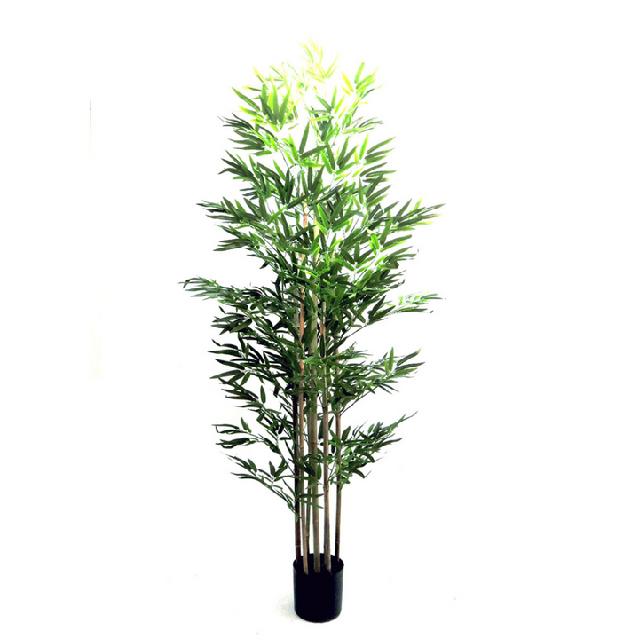 Enhance your space with our Trunk Bamboo Plant, standing at 190cmh and featuring 7 bamboo trunks. Enjoy the calming and air-purifying benefits of this beautiful plant-unique interiors