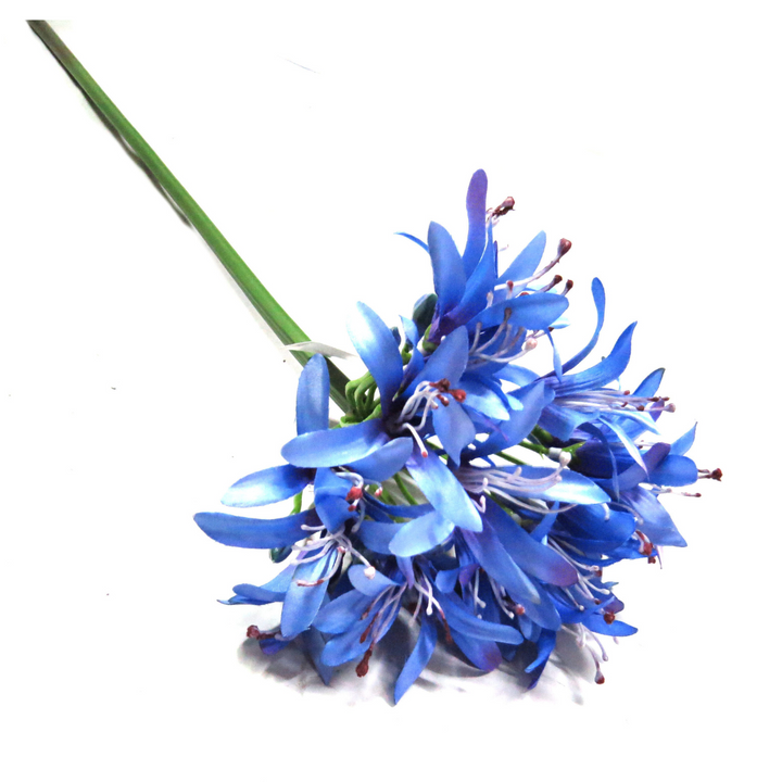 Discover the beauty and perfection of Agapanthus African Blue! This stunning flower boasts a generous head and comes in a dreamy blue color. With a height of 79cm, it's guaranteed to be a standout addition to any garden or floral arrangement. Add this perfect and flawless flower to your collection today-UNIQUE INTERIORS