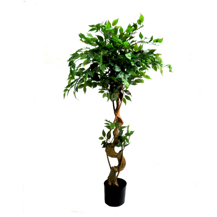 Experience the beauty of nature with our Ficus Tree. Standing at 120 cm, this tree boasts 806 glossy, well-shaped, and veined leaves that can be easily shaped according to your preference. The unique aerial roots add extra interest and the sculptural trunk makes it a true statement piece-UNIQUE INTERIORS