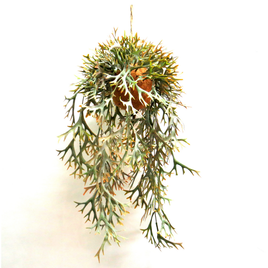 Introduce a touch of natural beauty into your home with our Hanging Staghorn Autumnal fernery. With stunning autumnal colors and a locally designed natural fibre ball, this 32cm wide fernery is rooted to perfection. Measuring 62cm in drop and 102cm in length, it's the perfect addition to any living space-UNIQUE INTERIORS