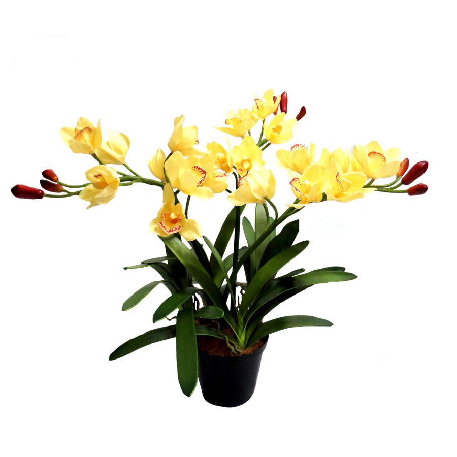 Enhance any space with the Potted Cymbidium Palomino. With real touch creamy yellow flowers and adjustable height, this plant adds a touch of nature to your home or office. Featuring 24 fully bloomed flowers and 9 large buds, and beautifully constructed leaves with 7 blades each, this plant brings a touch of beauty and greenery to any room-UNIQUE INTERIORS