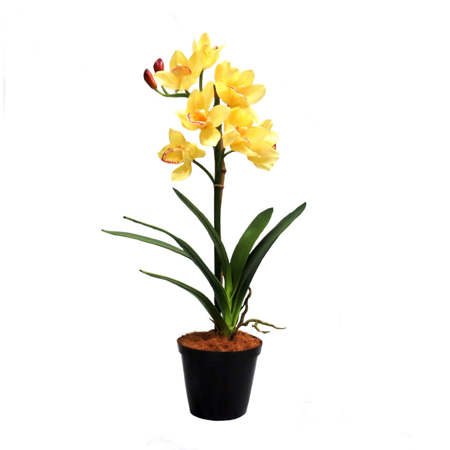 This Potted Cymbidium Buttercream features a single, real touch cymbidium stem, standing at 70cm tall with a 30cm wide plant base. With 8 fully opened blooms and 3 budding flowers, this plant can be easily shaped to your liking. Its glorious color and decorative nature will surely bring joy-UNIQUE INTERIORS