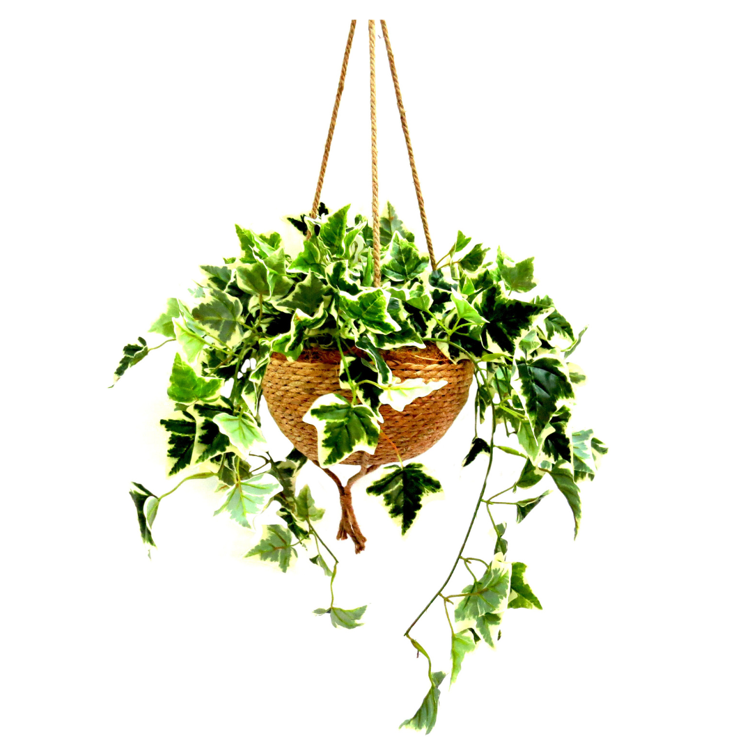 The Habitat Hanging Plant Basket adds a bountiful mass of beautiful, variegated ivy to any space. Firmly potted inside a 30cm diameter woven basket with attached cords, this hanging plant measures 64cm in width and 65cm in height. The full, finished item is 105cm long, making it a stunning and green addition to any space-UNIQUE INTERIORS