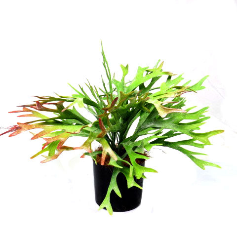 The Staghorn Rainforest is a stunning addition to any indoor space. With pot dimensions of 12cmh x 12cmd, this plant stands at 34cmh and spans 47cmw. Its impressive size and unique staghorn shape will add a touch of natural beauty to your home or office-UNIQUE INTERIORS