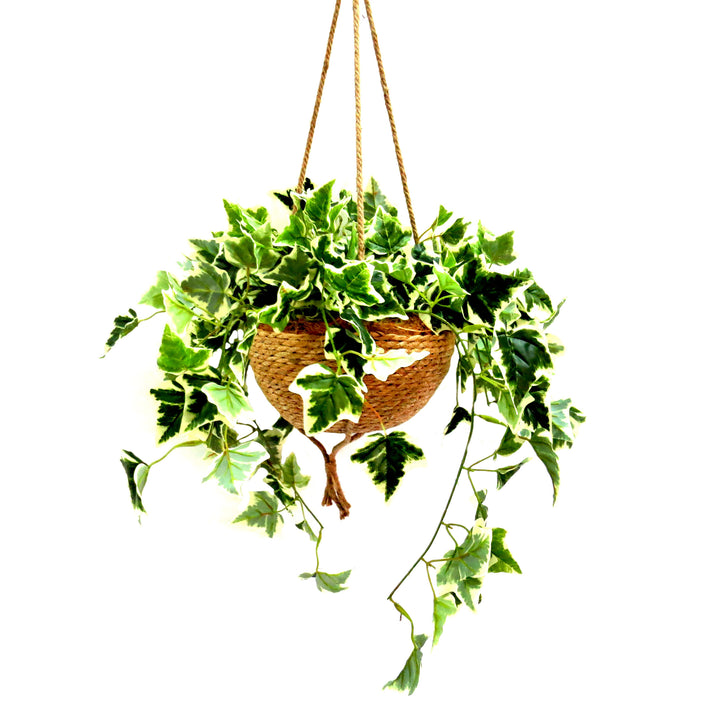 The Habitat Hanging Plant Basket adds a bountiful mass of beautiful, variegated ivy to any space. Firmly potted inside a 30cm diameter woven basket with attached cords, this hanging plant measures 64cm in width and 65cm in height. The full, finished item is 105cm long, making it a stunning and green addition to any space-UNIQUE INTERIORS