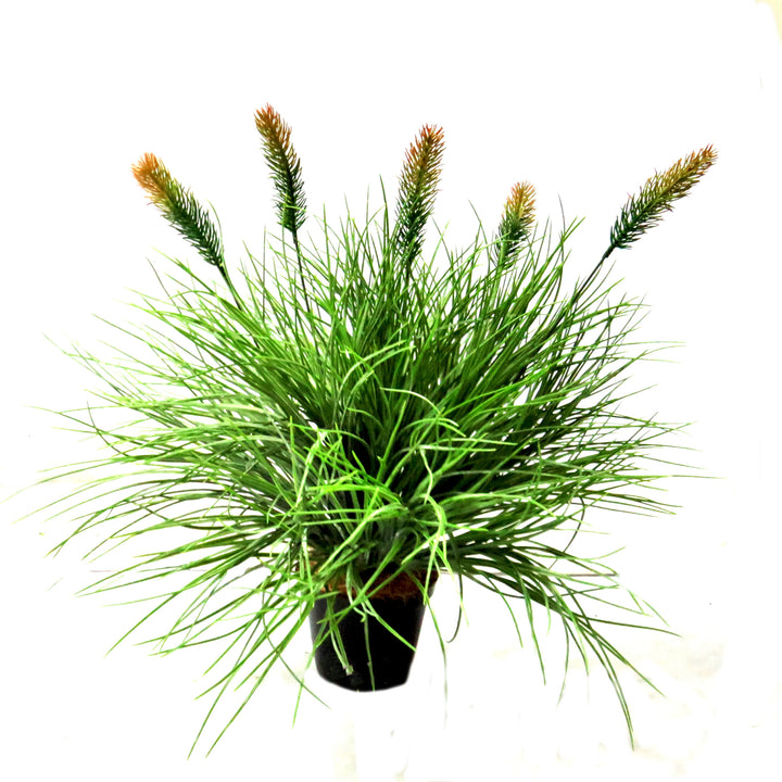 The Tradouw Flowering Potted Grass brings a mass of bursting greenery and attractive flowering grass heads to any space. With a height of 50cm and a width of 60cm, this gorgeous grass pot adds a touch of natural beauty to your surroundings-UNIQUE INTERIORS