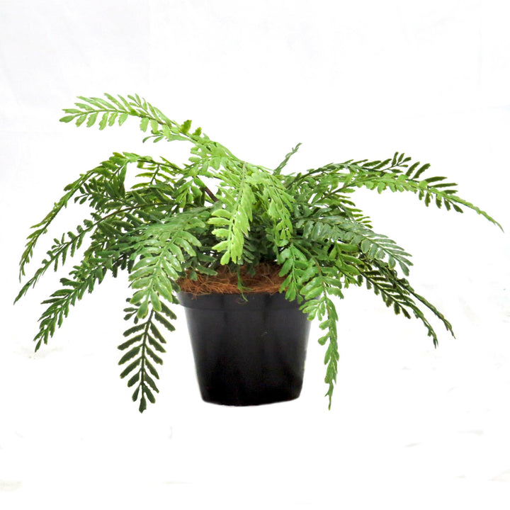 Experience the beauty of nature with Fern Primo. This stunning plant features 20 real touch fern fronds, carefully wired for easy shaping. With a well-weighted pot, it stands at a arranged width of 40cm and a height of 27cm. Add a touch of freshness to any space-UNIQUE INTERIORS