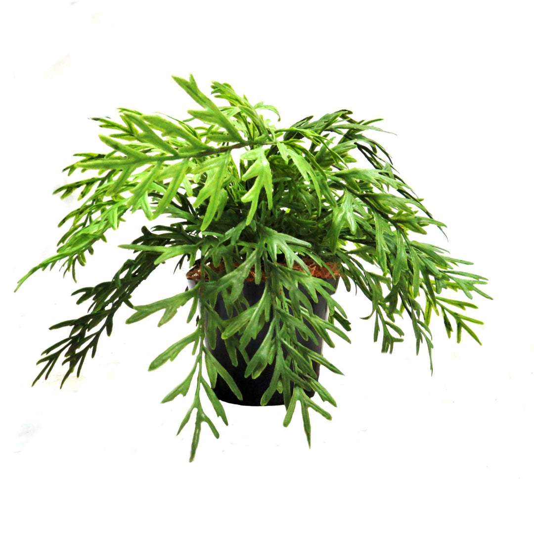 Add some life to your indoor space with the Antelaria Fern Potted. Featuring 20 meticulously wired fronds, this realistic fern boasts a vibrant green color and a wonderful shape. With a width of 40cm, it's full and lush, standing at 23cm tall from base to the top of the plant. A perfect addition to any home or office-UNIQUE INTERIORS