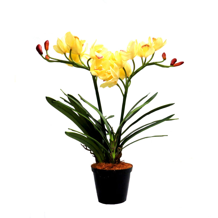 Introducing the Potted Cymbidium Honeymoth, a beautiful and realistic addition to any space. This plant boasts 16 full, open blooms and 6 well-formed buds, amidst its many bladed leaves. With a height of 64cm and a width of 75cm, it is easily adjustable to your desired shape. Its gorgeous color and form make it a faux delight of a plant-UNIQUE INTERIORS