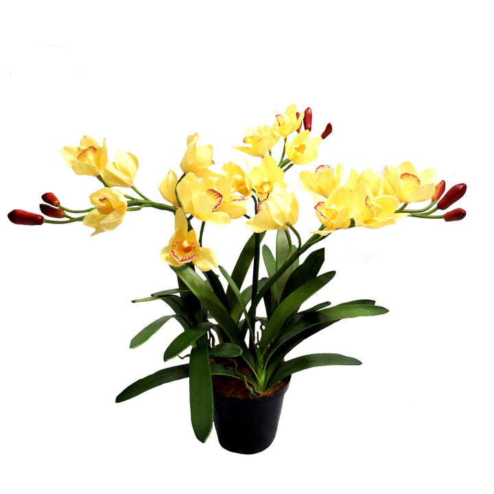 Enhance any space with the Potted Cymbidium Palomino. With real touch creamy yellow flowers and adjustable height, this plant adds a touch of nature to your home or office. Featuring 24 fully bloomed flowers and 9 large buds, and beautifully constructed leaves with 7 blades each, this plant brings a touch of beauty and greenery to any room-UNIQUE INTERIORS