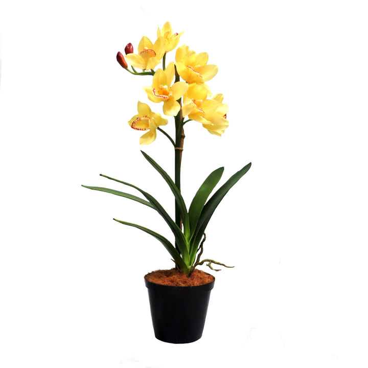 This Potted Cymbidium Buttercream features a single, real touch cymbidium stem, standing at 70cm tall with a 30cm wide plant base. With 8 fully opened blooms and 3 budding flowers, this plant can be easily shaped to your liking. Its glorious color and decorative nature will surely bring joy-UNIQUE INTERIORS