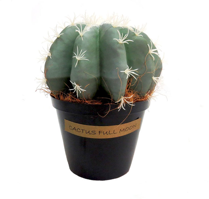 The Cactus Full Moon is a stunning addition to any plant collection. With its fat, segmented body and grey-green color, it measures 21cm in width and 23cm in height. Planted in a 12cm tall pot, this cactus is easy to care for and adds a unique touch to any space-UNIQUE INTERIORS