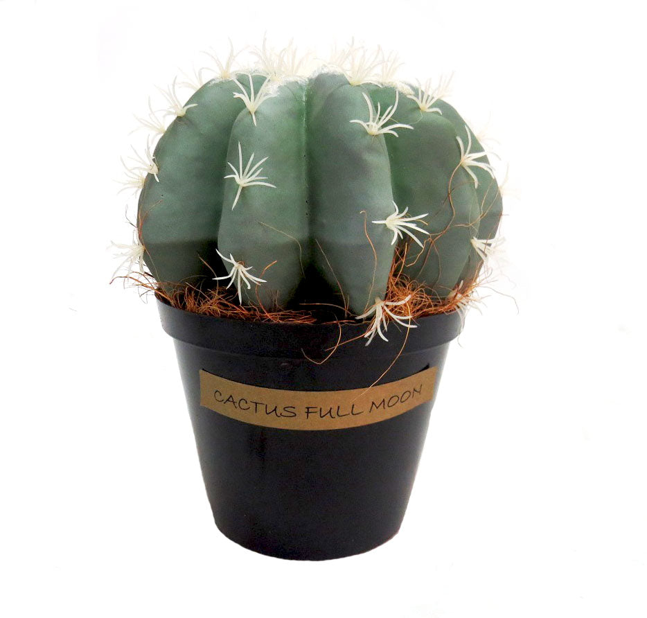 Cactus Full Moon
Elevate your space with the captivating Cactus Full Moon, a beautifully crafted artificial cactus.
Unique Design
Fat, segmented body
Grey-green hue
Dimensions: 23 cm (H) x 21 cm (W)