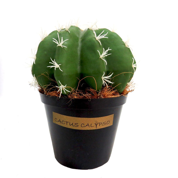 Introducing Cactus Calypso, a fat and segmented cactus in a beautiful green color. With a width of 21cm and height of 23cm, it's the perfect addition to any plant collection. The pot stands at a height of 12cm, making it easy to display and care for. Perfect for adding a touch of natural beauty to any space- UNIQUE INTERIORS