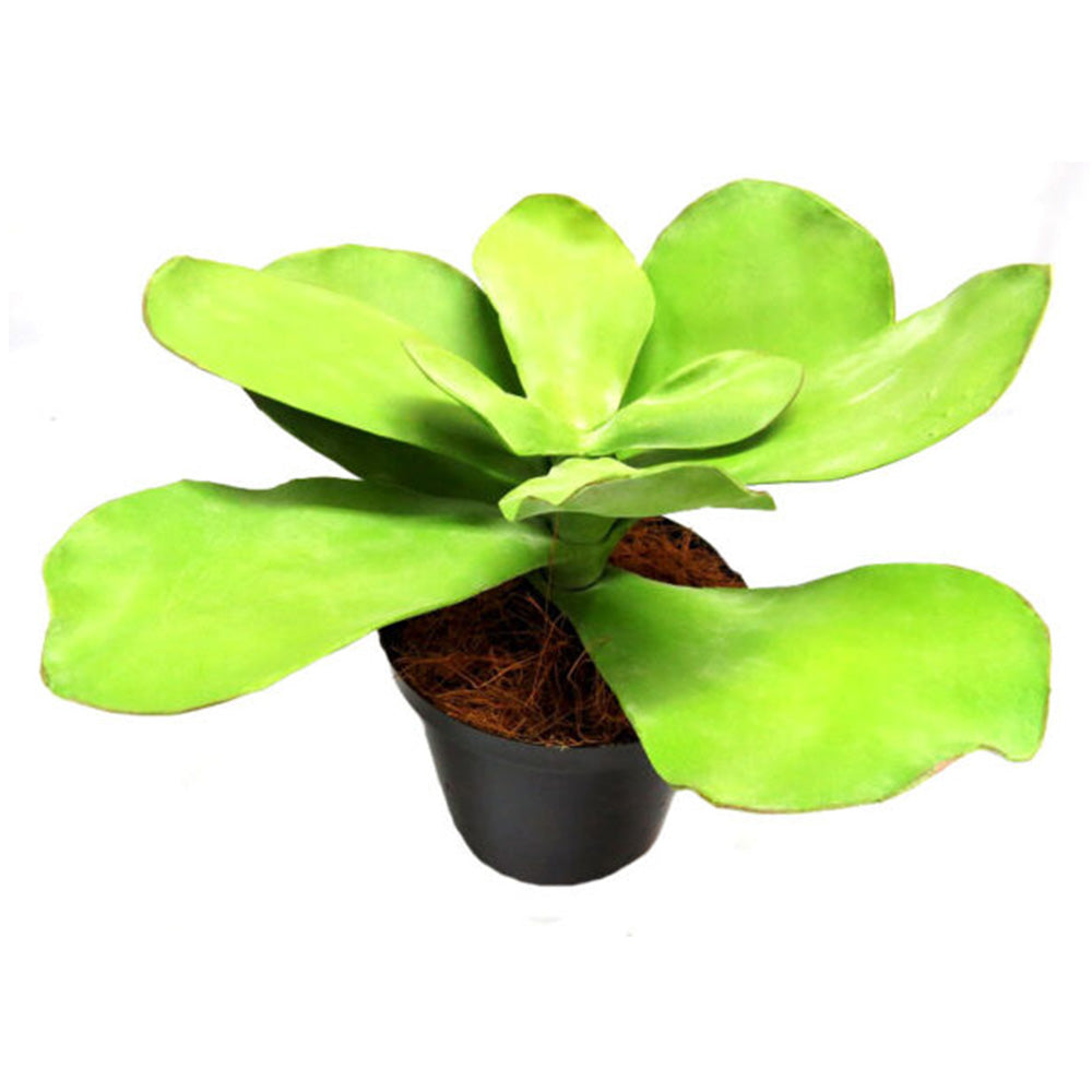 The Potted Paddle Plant is a low-maintenance addition to any home or office space. Standing at 40 centimeters tall and 50 centimeters wide, this artificial plant adds a touch of greenery without the need for upkeep. Perfect for busy individuals or those with a lack of natural light-UNIQUE INTERIORS