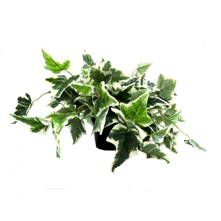 This Pippa's Ivy Variegata plant stands at 30cm tall and spans 50cm wide, while the pot measures 12cm in diameter and stands at 10cm high. With its luscious variegated leaves and realistic artificial appearance, this plant adds a touch of glossy, vibrant greenery to any space-UNIQUE INTERIORS