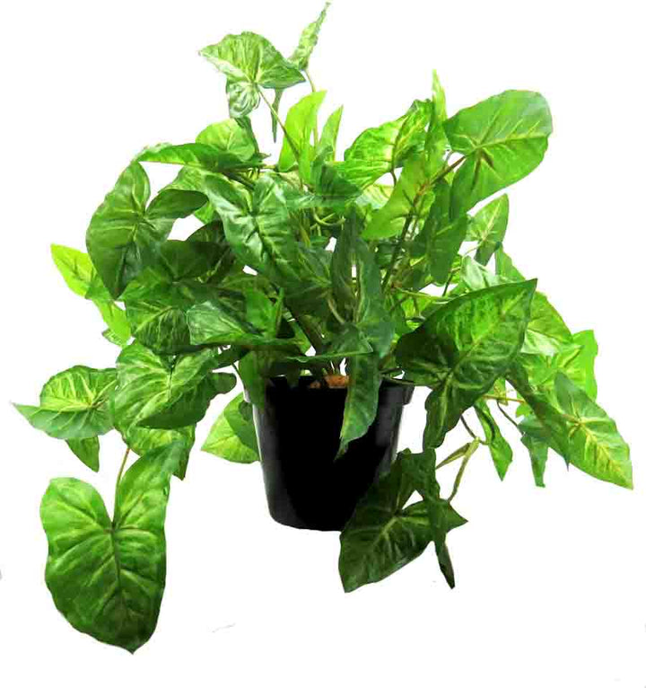 "Add a touch of green to your home with the African Evergreen Plant. Measuring at 37CMH X 52CMW, this plant features a fabulous mass of trailing leaves, creating a beautiful display. Its pot dimensions measure 12cmd x 10cmh, making it a perfect addition to any room. Enrich your space with this effective and lovely potted plant- UNIQUE INTERIORS