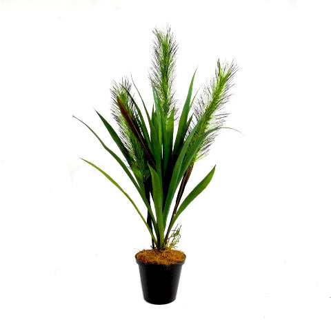 Expertly crafted with 26 blades of spider grass and 3 foxtail heads, the Speargrass Potted plant stands at 53cm in height and measures 28cm in width. Its pot, measuring 10cm in diameter and 8cm in height, adds a touch of elegance to any space. Perfect for adding a touch of nature to your home or office- UNIQUE INTERIORS