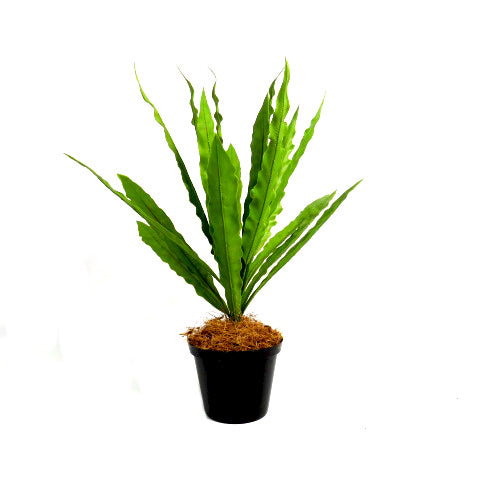 Experience the beauty of nature with the Neottopteris Bush Potted plant. With a height of 47cm and 18 leaves, this artificial plant adds a touch of greenery to any space. The pot dimensions of 13cmh x 10cmh make it perfect for any tabletop or desk. Enjoy the benefits of a plant without the hassle of maintenance- UNIQUE INTERIORS