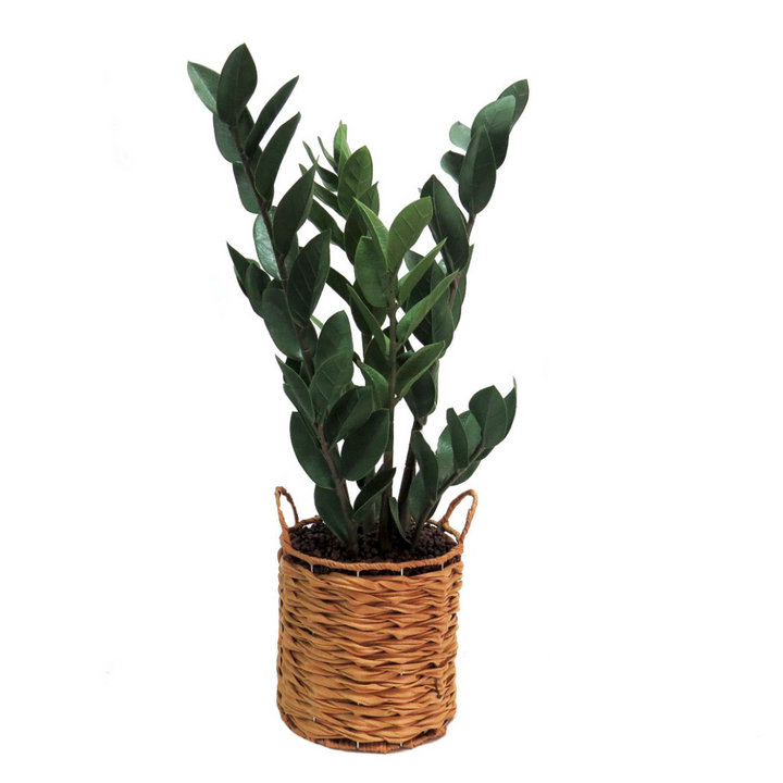 This zamica plant stands at 70cmh, making it an ideal size for any indoor space. Its lush, green leaves add a touch of nature to your home or office, while also improving air quality. As an expert in the plant industry, you can trust that this Dracaena will thrive in any environment-Unique Boys