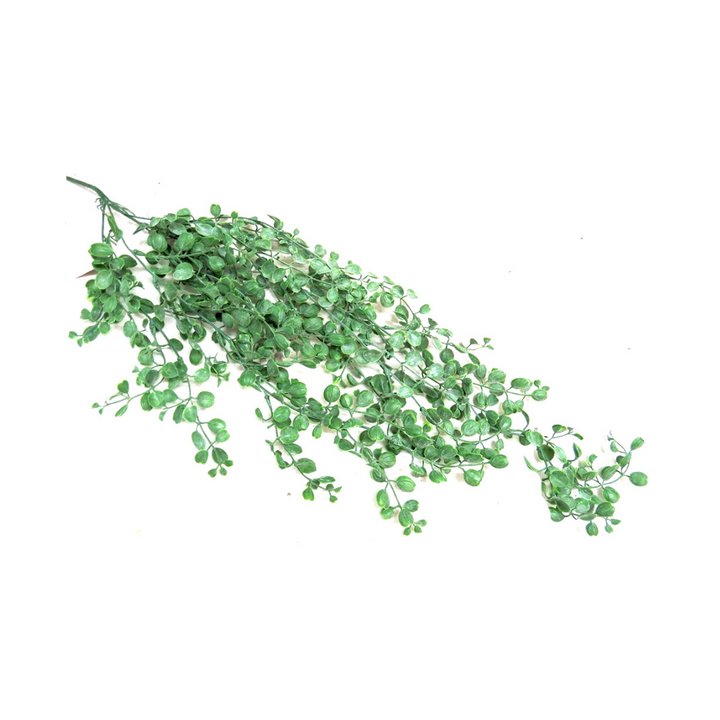 As an industry expert, I recommend the Woodsorrel Vine for its 75cmL mass of shapely leaves, creating a unique hanging plant. Its charming appearance adds a touch of nature to any space, making it a perfect addition to your home or office- Unique Boys