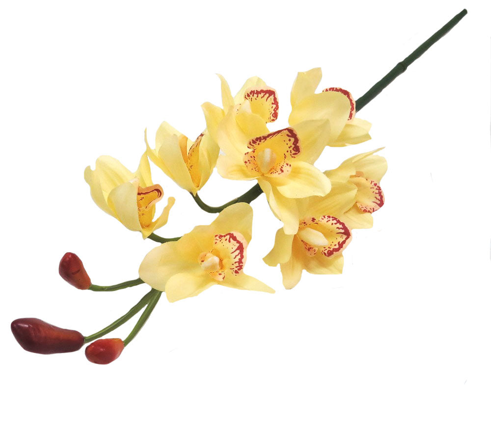 Soft creamy yellow cymbidium